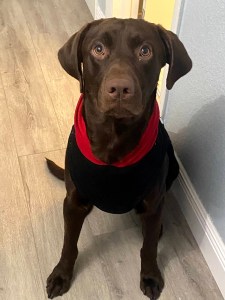 Bandit in his sweater, to help keep his chest warm.