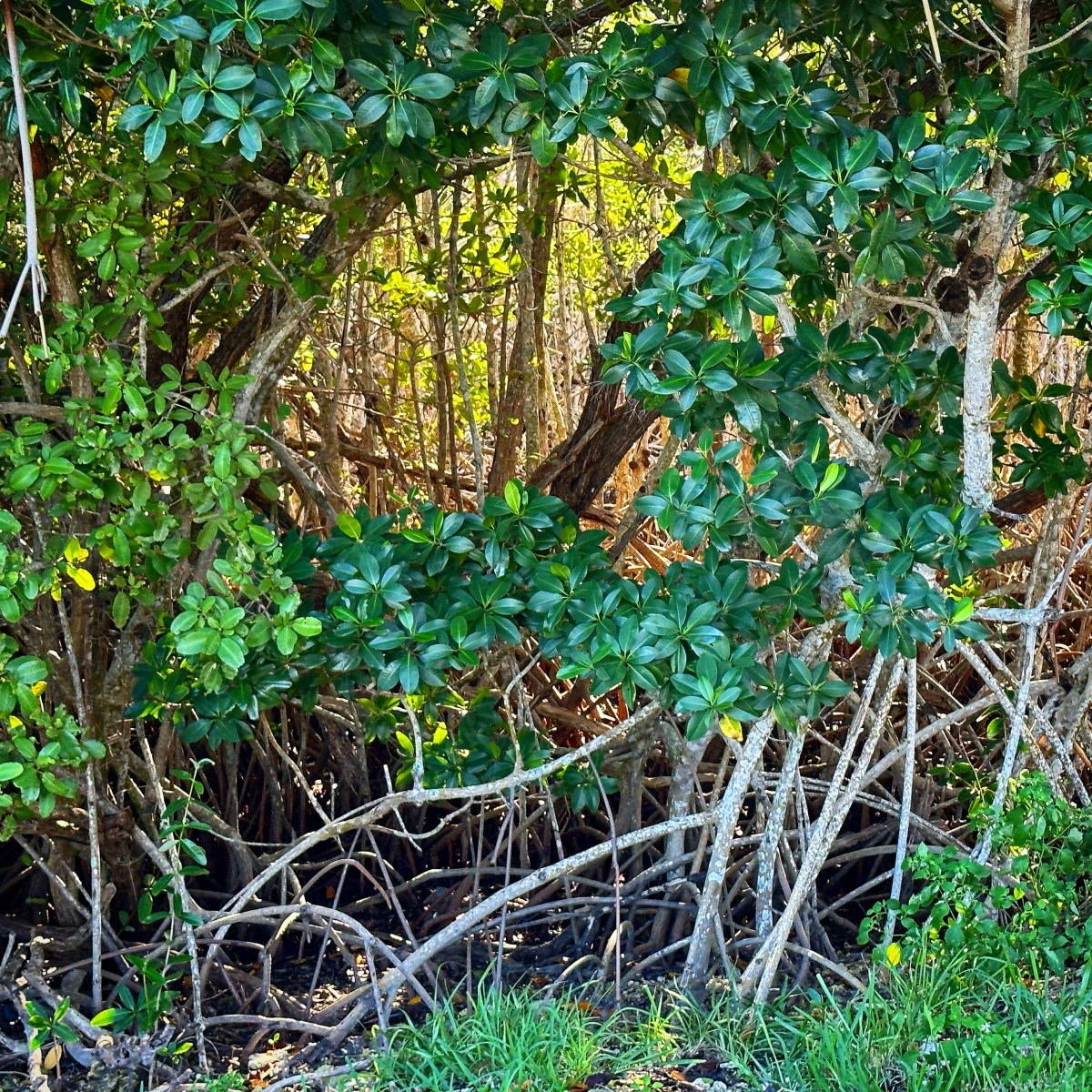 Persist Little Roots